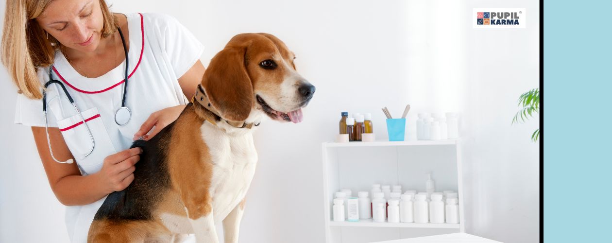 Najczęstsze szczepienia. Brązowy pies szczepiony w gabinecie weterynaryyjnym. Po prawej niebieski pas i logo pupilkarma.
